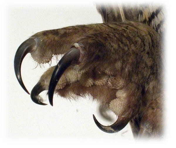 Great Horned Owl Talon