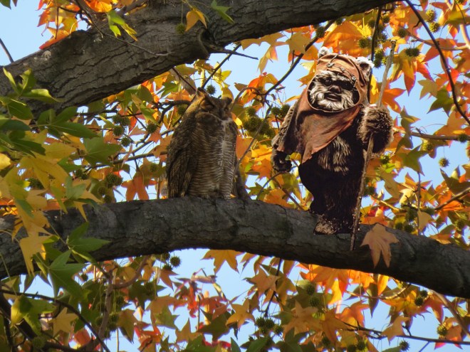 owl and ewok