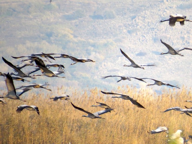 cranes in low flight
