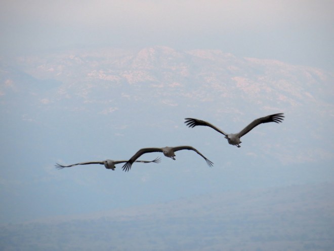 three cranes in flight