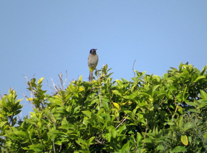 white spectacled bulbul popping out of trees