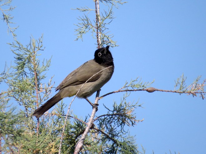 white spectacled bulbul posing
