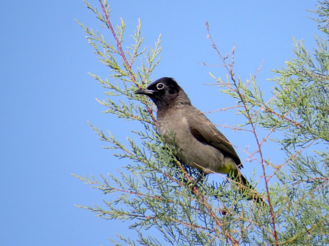 white-spectacled bulbul