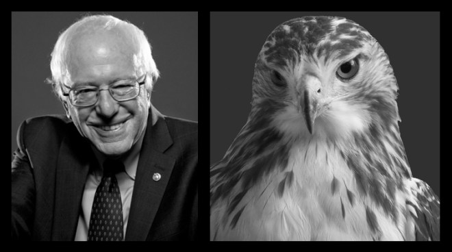 Sanders_vs_hawk_final